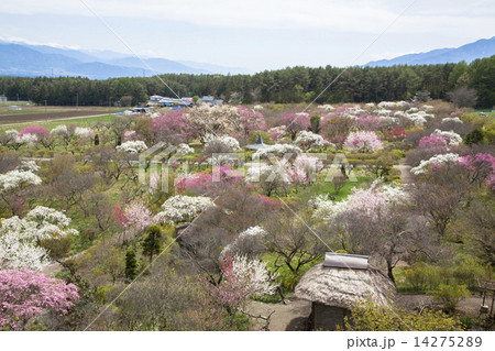 信州伊那梅苑 14275289