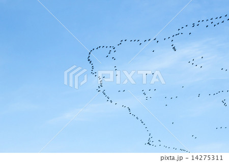 migration of birds 14275311