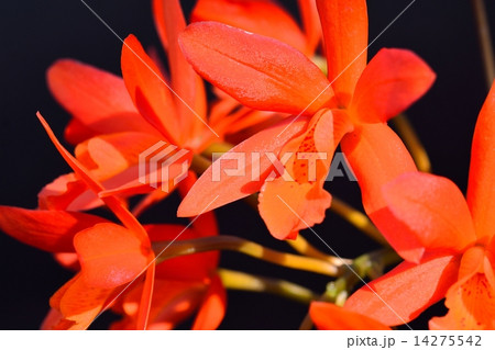 エピデンドラム 14275542