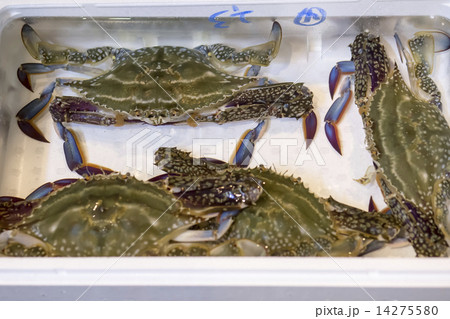 ワタリガニ 14275580