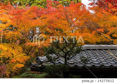 大徳寺 高桐院の紅葉 大徳寺 高桐院の紅葉 14275612