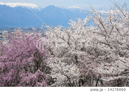 信州の春 信州の春 14276060