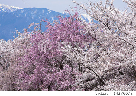 信州の春 信州の春 14276075