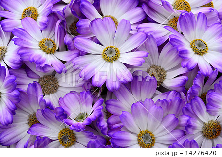 サイネリア サイネリア 14276420