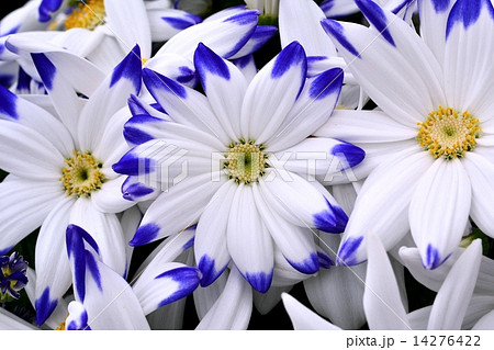 サイネリア サイネリア 14276422