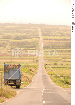 喜界島のさとうきびの収穫 14276567