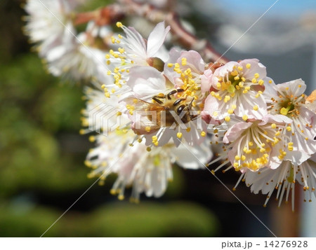 桜の蜜を吸うハチ 14276928