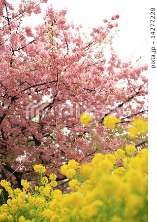 河津桜と菜の花 14277229