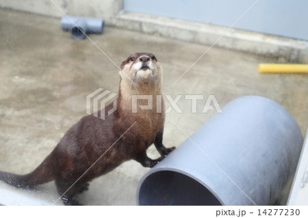 カワウソ 14277230
