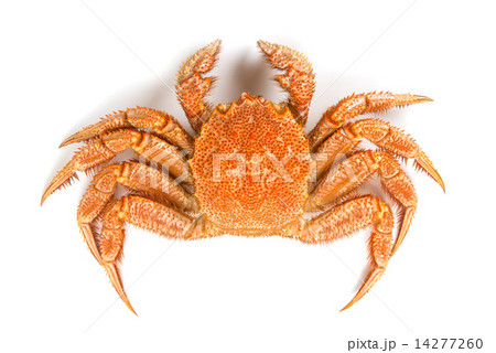 毛ガニ 14277260