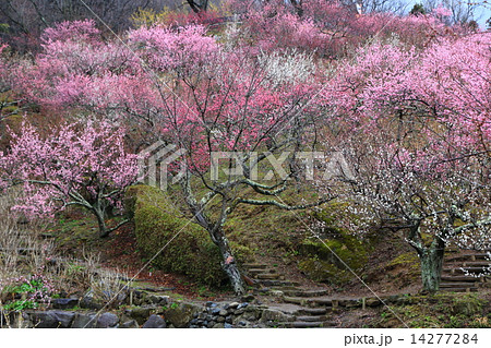 筑波山の梅まつり 14277284