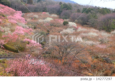 筑波山の梅まつり 14277297