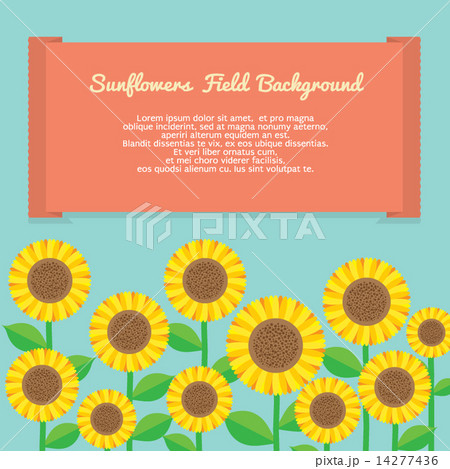 Sunflowers Field background 14277436