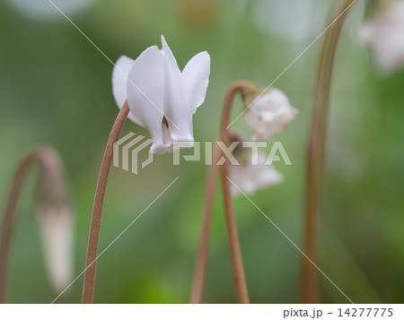 冬の庭に咲くミニシクラメン 冬の庭に咲くミニシクラメン 14277775