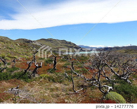 夏のパタゴニア 夏のパタゴニア 14277776