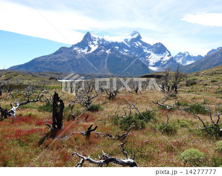 パイネ国立公園を散策 14277777