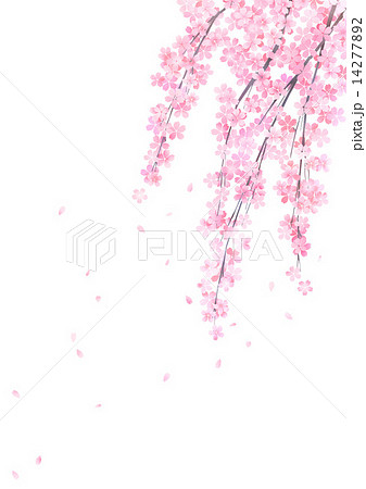 しだれ桜 白バックのイラスト素材 14277892 Pixta