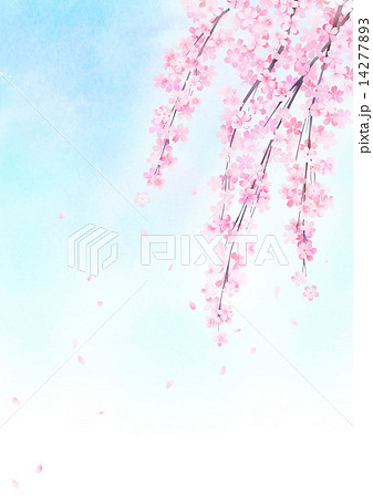 しだれ桜と青空のイラスト素材 14277893 Pixta