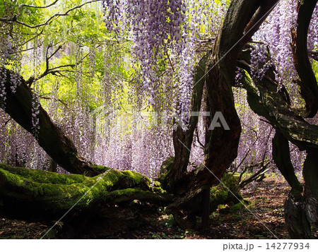 黒木の大藤 14277934
