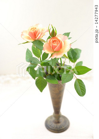 オレンジ色のバラ オレンジ色のバラ 14277943