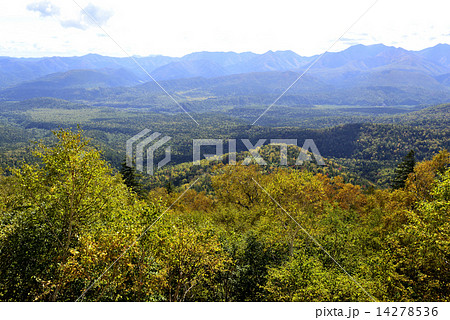 広がる樹海／北海道　上川町 14278536
