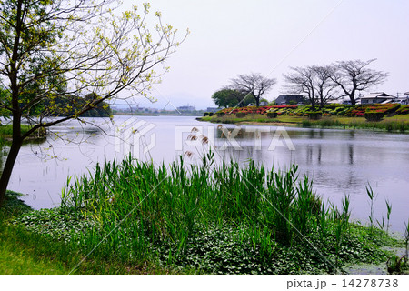 江津湖の風景　Ｄ 14278738