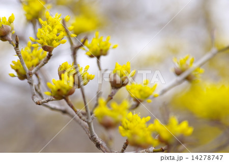 サンシュユの開花 越生梅林 14278747