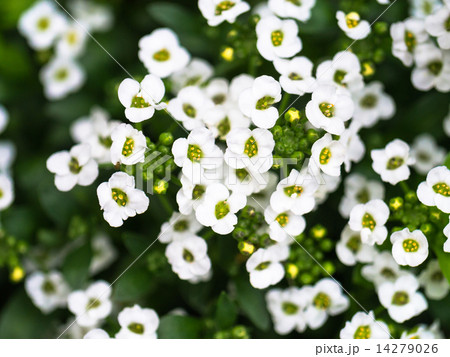 ニワナズナ ニワナズナ 14279026