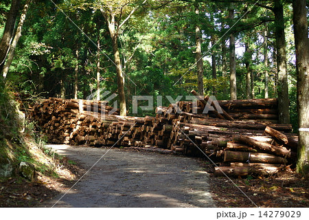 間伐材の集積 14279029
