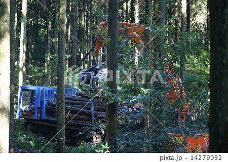 間伐作業 間伐作業 14279032