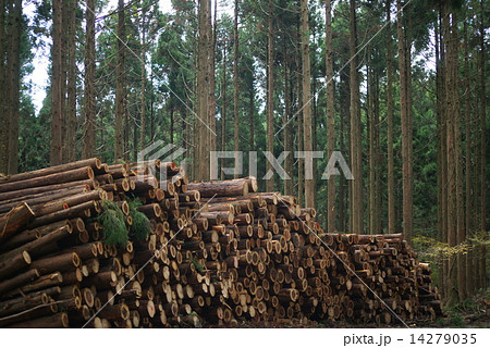 間伐材の集積 間伐材の集積 14279035