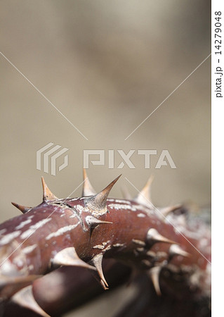 蔓薔薇 アンクルウォルターの刺 蔓薔薇 アンクルウォルターの刺 14279048