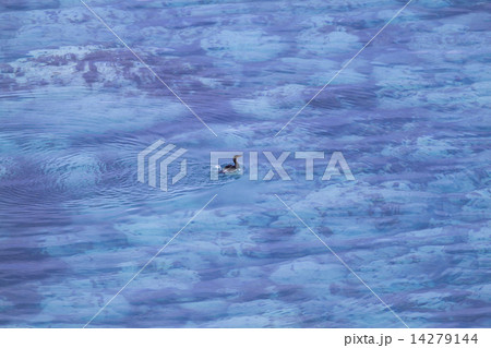 夏の日本海_ウミウ 14279144