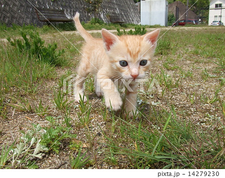 はじめての散歩 はじめての散歩 14279230