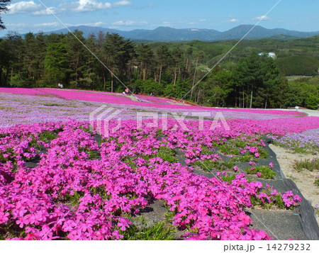 ジュピアランドひらたの芝桜 14279232