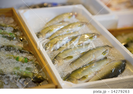 鮎 鮎 14279263