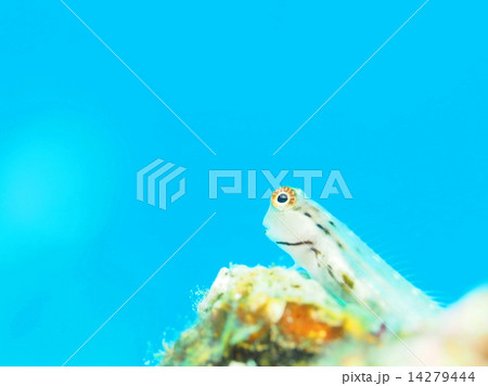 イシガキカエルウオ 14279444