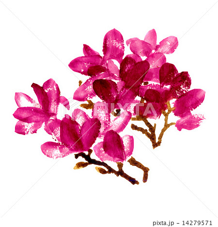 Red watercolor magnolia 14279571