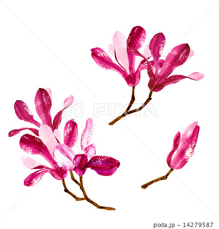 Set of red watercolor magnolia flowers 14279587