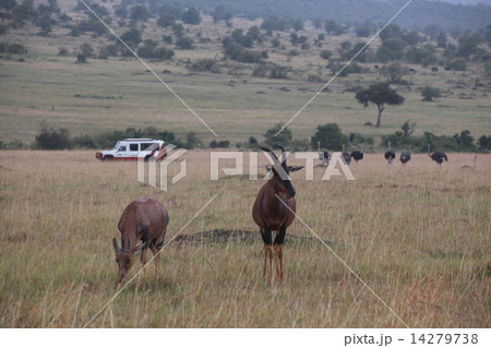 ゲームドライブ 14279738