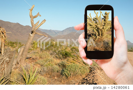 tourist taking photo of cactus in Mojave Desert tourist taking photo of cactus in Mojave Desert 14280061
