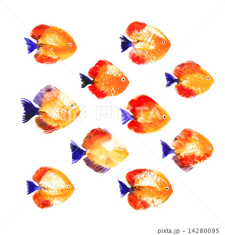Set of watercolor discus fish Set of watercolor discus fish 14280095