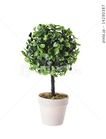 Decorative Plant in the Pot Isolated 14280387