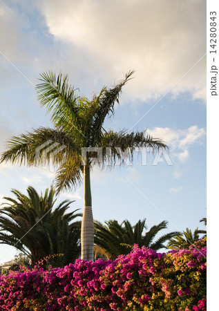 Tropical evening view 14280843