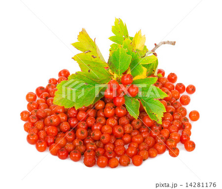 Hawthorn berries 14281176