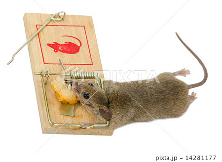 The mouse in a mousetrap 14281177