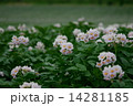 ジャガイモの花 14281185