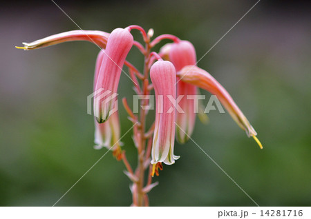 アロエの花 アロエの花 14281716