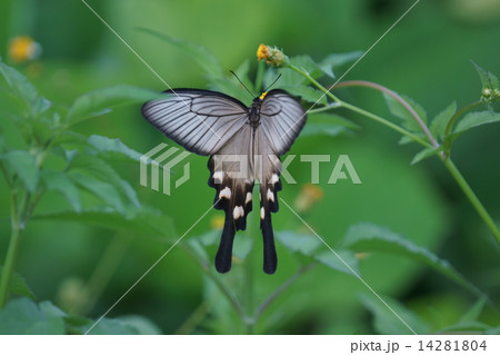 麝香揚羽蝶 ジャコウアゲハの雌 麝香揚羽蝶 ジャコウアゲハの雌 14281804