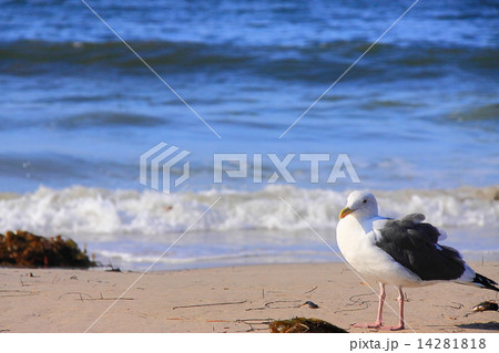 サンタモニカのビーチ サンタモニカのビーチ 14281818